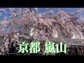 2023年3月19日 【京都の桜🌸】 早咲きの桜が咲き始めた嵐山を散策 Walking around Arashiyama,Kyoto 【4K】