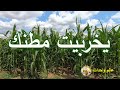 أغرب كلمات المصريين يخربيت مطنك 