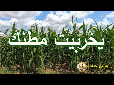 أغرب كلمات المصريين يخربيت مطنك Shorts