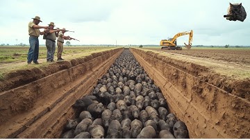 Wild Boar Trap: How Brazilian Farmers Fool Thousands of Wild Boars with a Simple Ditch Trap