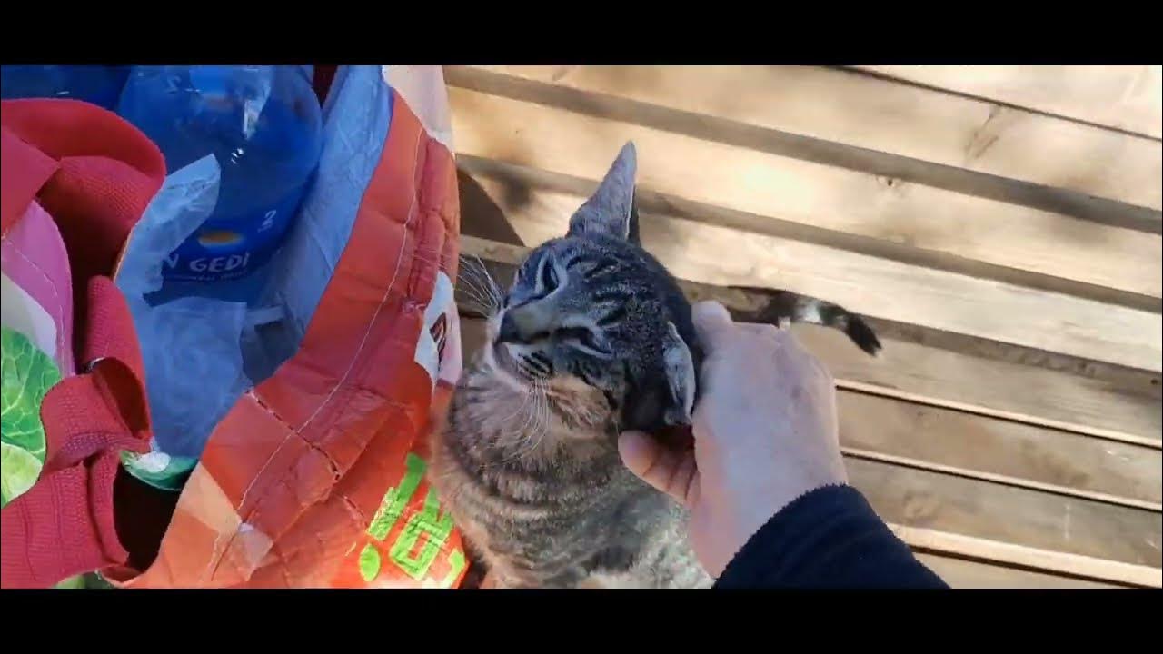 #юмор 🤩РАЗНОЦВЕТНЫЕ КОШКИ😻 - YouTube