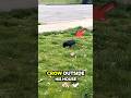 When One Crow Leads to a Whole Squad! 🐦 #kindness #funny #crow #home #aww