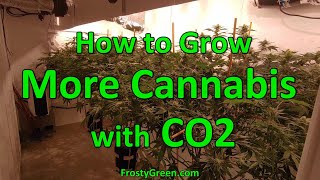 How to Grow Monster Cannabis plants with CO2