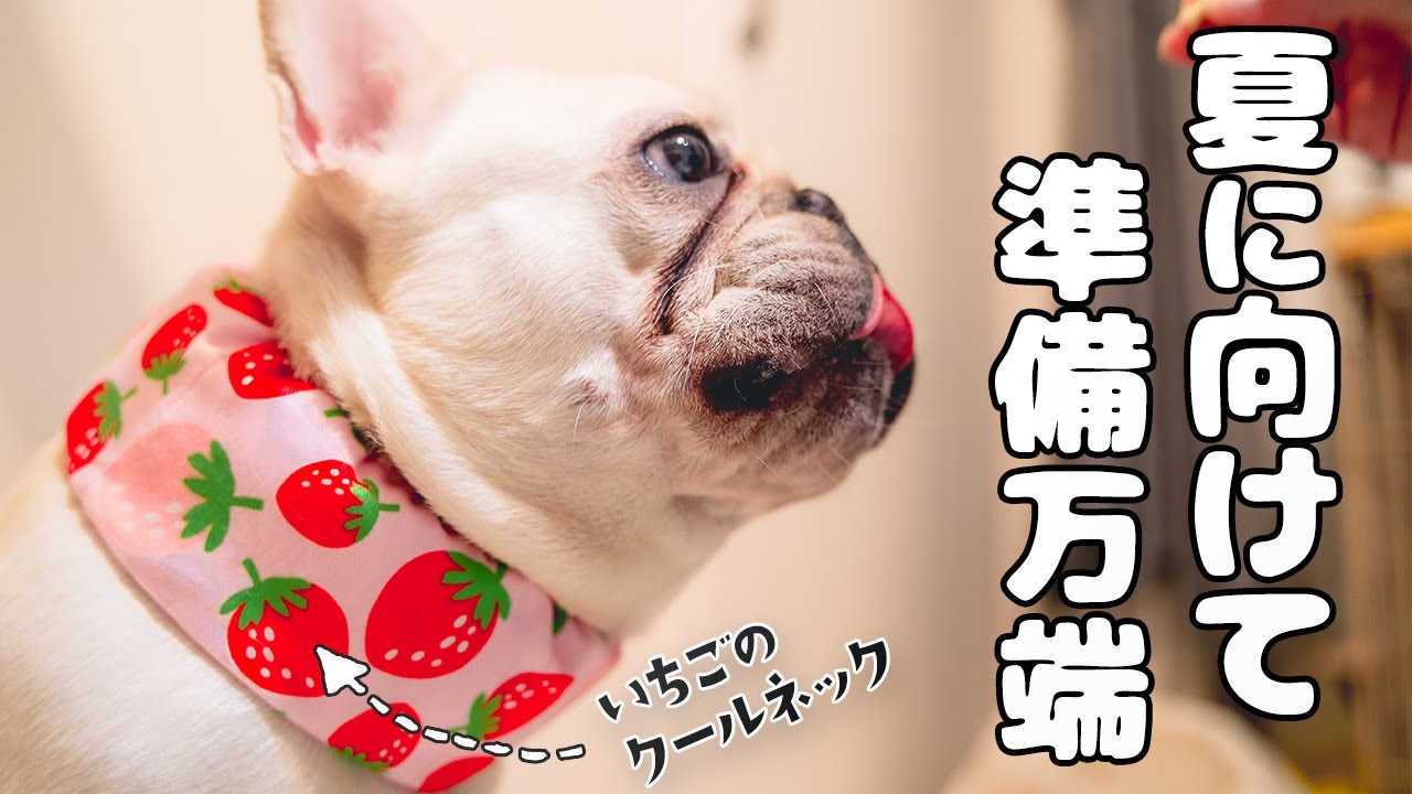 フレブルの暑さ対策 クールネックで夏を乗り切ろう 前編 フレンチブルドッグ坊と同棲カップルvlog Frenchbulldog Youtube フレブルの暑さ対策 クールネックで夏を乗り切ろう 前編 フレンチブルドッグ坊と同棲カップルvlog Frenchbulldog Youtube