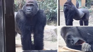 gorilla様 PUBLIC GENERAL143cm Amazon | Kare Design Deko Figur Monkey Gorilla Front XXL