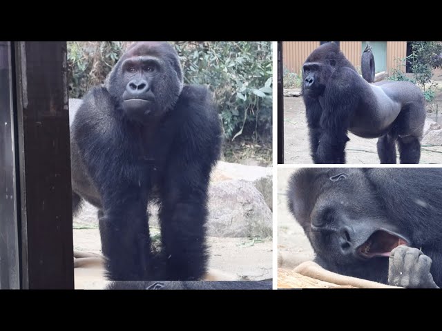 Gorilla⭐️The moment Gentaro heard the fire truck siren, he