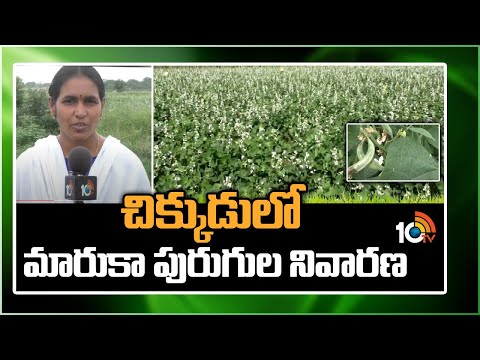 చిక్కుడులో మారుకా పురుగుల నివారణ | Matti Manishi | 10TV Agri