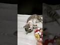 Cute cats, shiny beads &amp; cozy ASMR moments.Relax, smile, and enjoy the sparkle!🐾💫