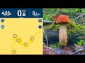Как правильно использовать навигатор для сбора грибов | Подосиновики пошли массово | Грибы 2020
