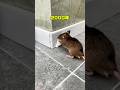 時代別ネズミの穴塞ぎ