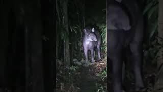 Encontramos un tapir en la selva 🇪🇨