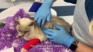 A guide to placement of a nasooesophageal or nasogastric tube in a cat  subtitles