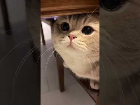 Котик Мяукает🥰￼