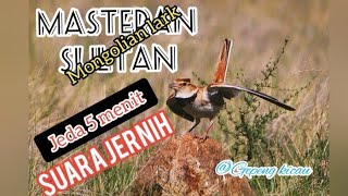 MastEran MoNgoliaN laRk TerBarU..20²²