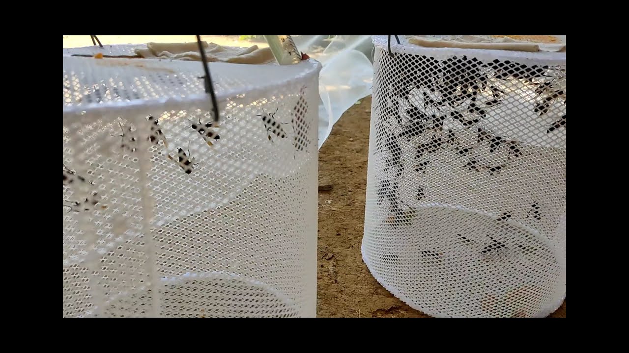 Chia sẻ cách cho ong ngủ đông