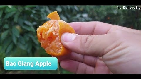 Vườn Táo Bắc Giang Sau Tuần Mưa I Núi Đồi Lục Ngạn