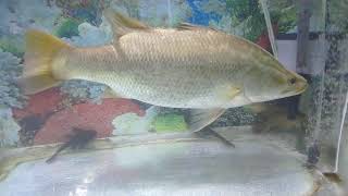 Kakap Putih Air Tawar