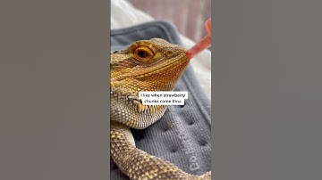 Livin’ the life he ALWAYS deserved #cute #rescue #beardeddragon #reptiles #wholesome #pets #love