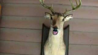 singing Deer
