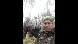 картинка: Охота на рябчика с манками. Осень 2021