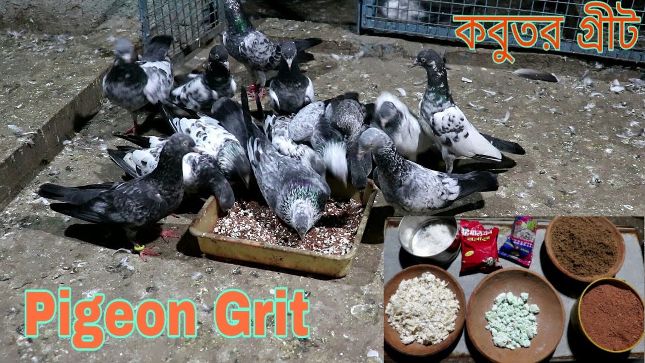 HOW TO MAKE PIGEON GRIT & USE / কবুতরের জন্য গ্রীট কিভাবে তৈরী করবেন