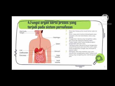 Struktur dan Fungsi Hewan  #Biologi