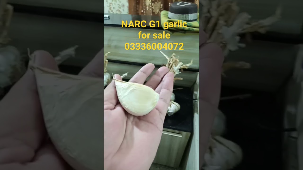 G1 garlic for kitchen gardening, Narc G1Garlic for sale
