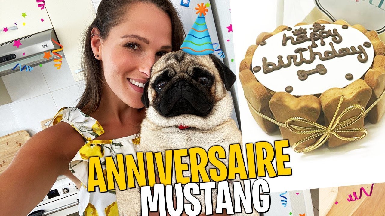 Youtube Video Statistics For Live Gateau Special Chien Pour L Anniversaire De Mustang Noxinfluencer