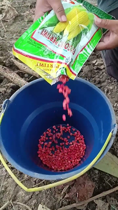 bibit jagung manis guys