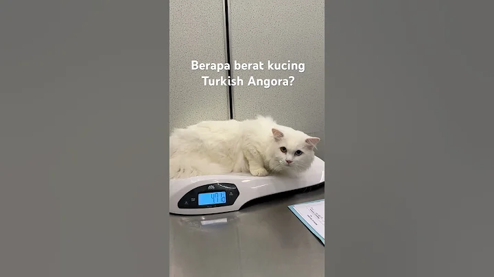 Watch the video about Berapa berat kucing Turkish Angora?