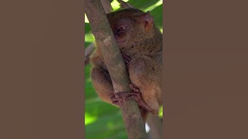 Tarsiers in Bohol