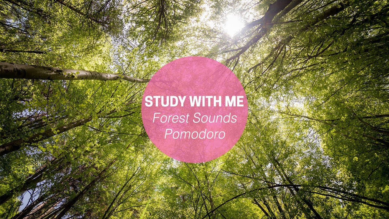 STUDY WITH ME // Pomodoro Technique // Forest Sounds // Birds chirping