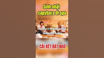 Sinh nhật capybara đi spa sang chảnh và cái kết bất ngờ 1910 #capybara #giaitri #cute #shorts