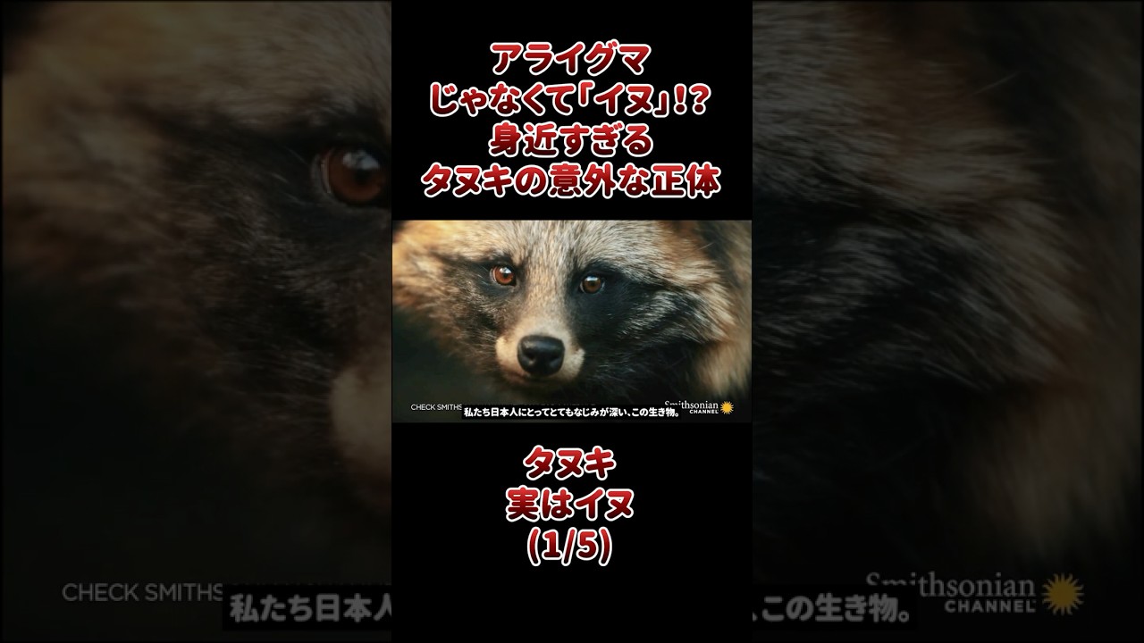 たぬきいぬはは It's not a raccoon, it's a 