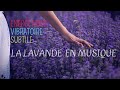 Musique botanique de la lavande méditation énergies positives relaxation calme harmonie et bien être