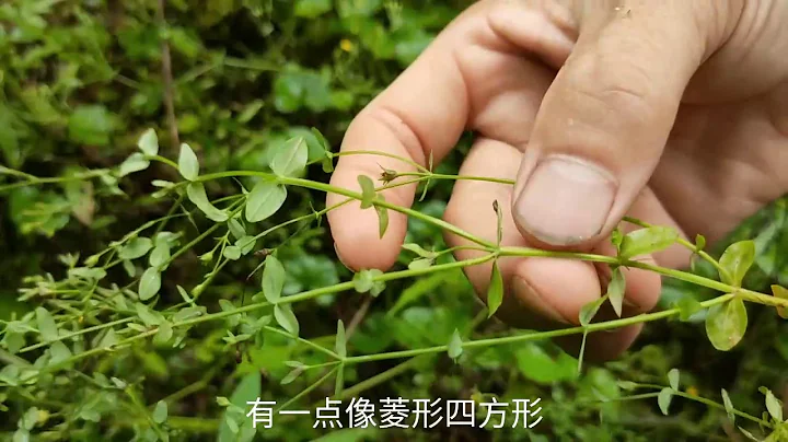 农村这种不起眼的小草叫田基黄，它的用途却不少，壹起来看看 - 天天要闻