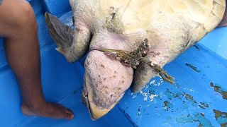 RESCUE of SEA TURTLES in Mexico, Spain, and the United States (Part 1)  Animal Rescue #5