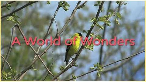 Excel 6. Module 3. A World of Wonders