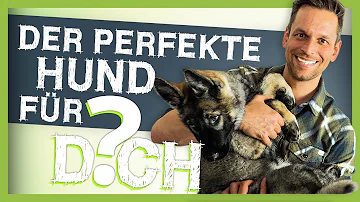 Wie kann ich mein Hund finden?