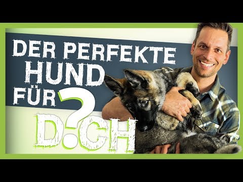 Video: Wie Man Den Perfekten Hund Großzieht