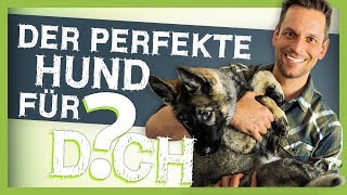 Wie Du den PERFEKTEN HUND für DICH findest