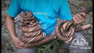 Making Tree into Rope  Loggers and Raftsmen Technique