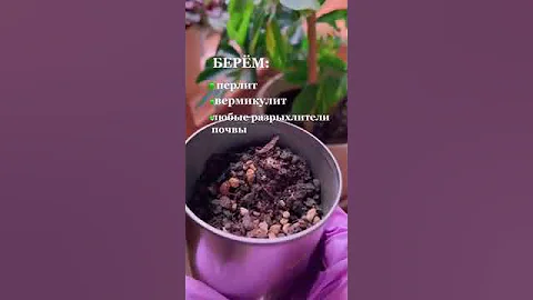 Как спасти залитый цветок.