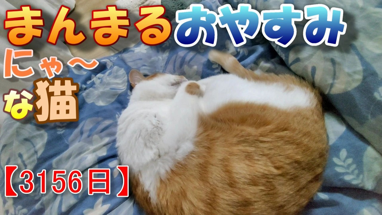 3156日目】まんまるおやすみにゃ～な猫【かわいい・面白い】～The