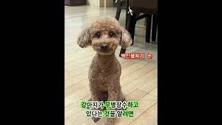 백만블짜리 강아지 눈