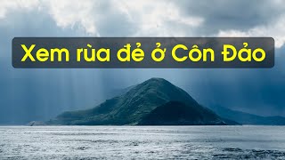 Xem rùa đẻ ở Côn Đảo