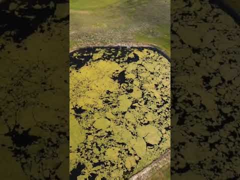 Pond in a