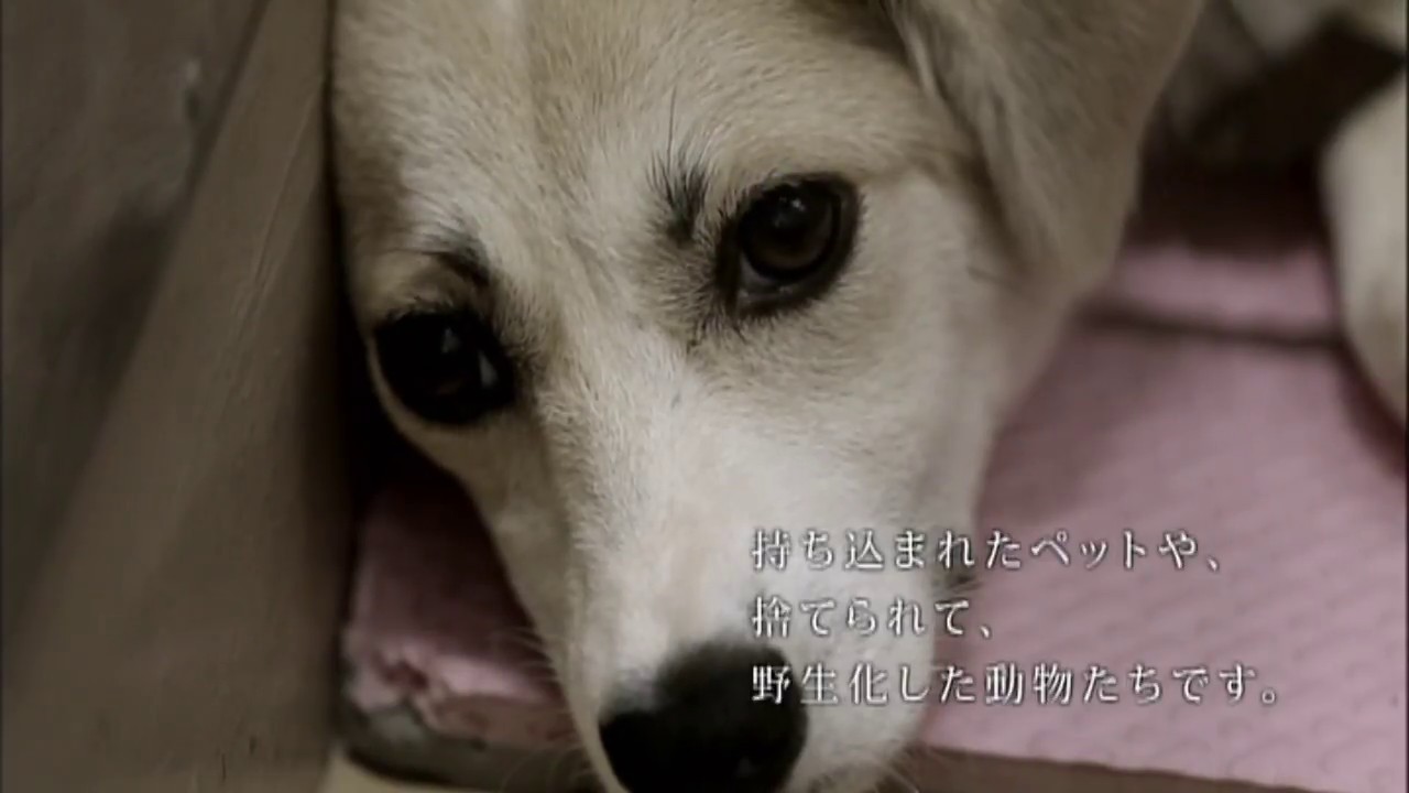 動物愛護啓発テレビcm ペットを飼うということ 香川県 Youtube