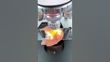 ハムを400倍に拡大すると本当にかっこいい！   #microscope #science #sciencemicroscope