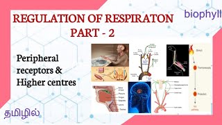 REGULATION OF RESPIRATON| Part - 2 Neural regulation - Peripheral receptors & Higher centres|